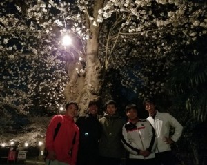 津田山霊園桜画像