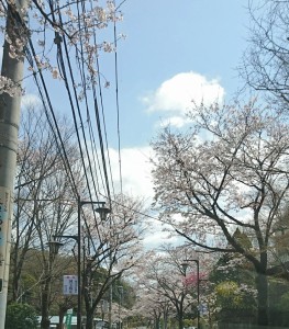 桜！！【レックテニススクール】