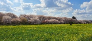 満開の桜と菜の花畑【レックテニススクール】