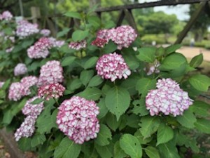 image0
