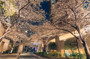 Cherry blossom！！【レックテニススクール】