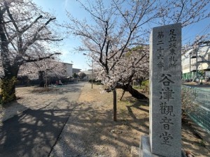 今年見た桜【レックテニススクール】