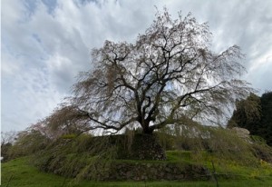 今年見た桜【レックテニススクール】
