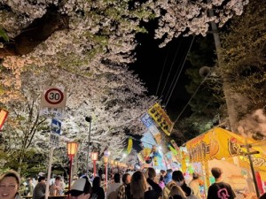 今年見た桜【レックテニススクール】