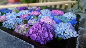 紫陽花が彩る季節【レックテニススクール】