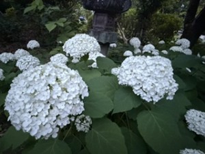 梅雨です【レックテニススクール】