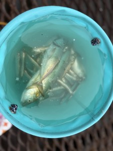 趣味の釣りに行って来ました！【レックテニススクール】