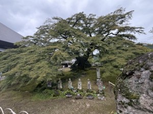 紅葉を見に行くにしても【レックテニススクール】