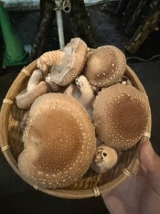 やっと秋！！【レックテニススクール】
